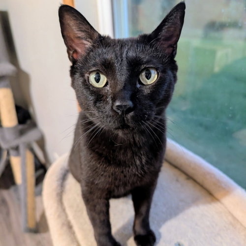 Eevee, a cat for adoption from Dallas Pets Alive