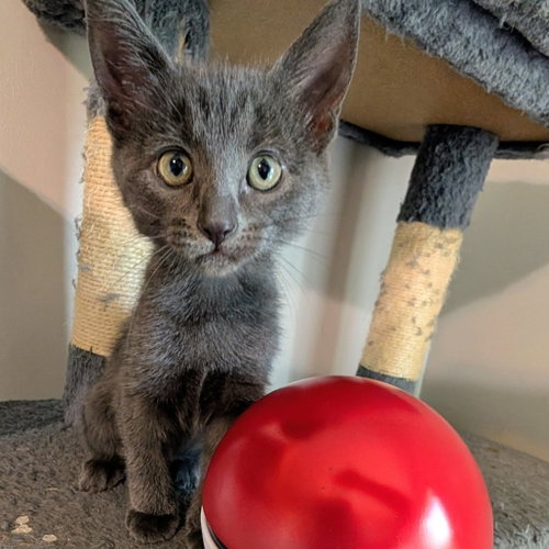 Vaporeon, a cat for adoption from Dallas Pets Alive