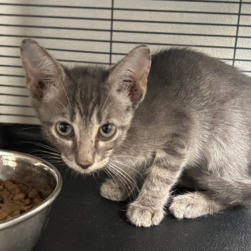Rein, a cat for adoption from Dallas Pets Alive