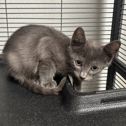 Blue, a cat for adoption from Dallas Pets Alive