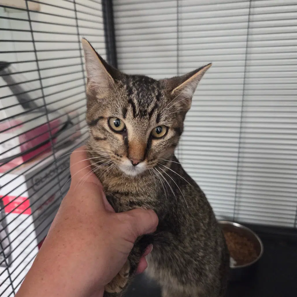 Chad - Domestic Short Hair