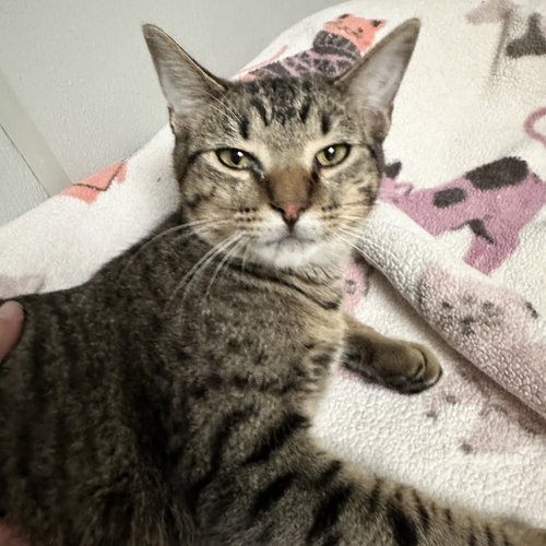 Chad, Domestic Short Hair (short coat)