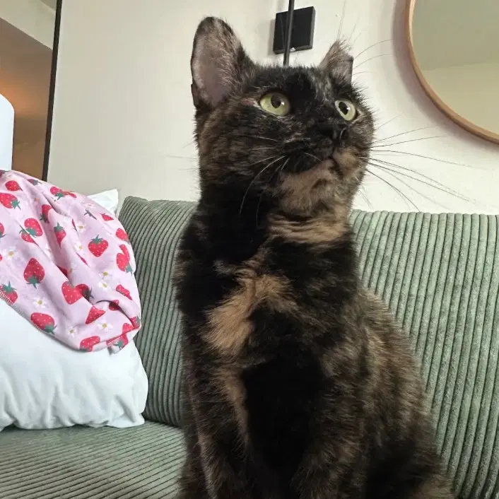 Mama Bear - Domestic Short Hair