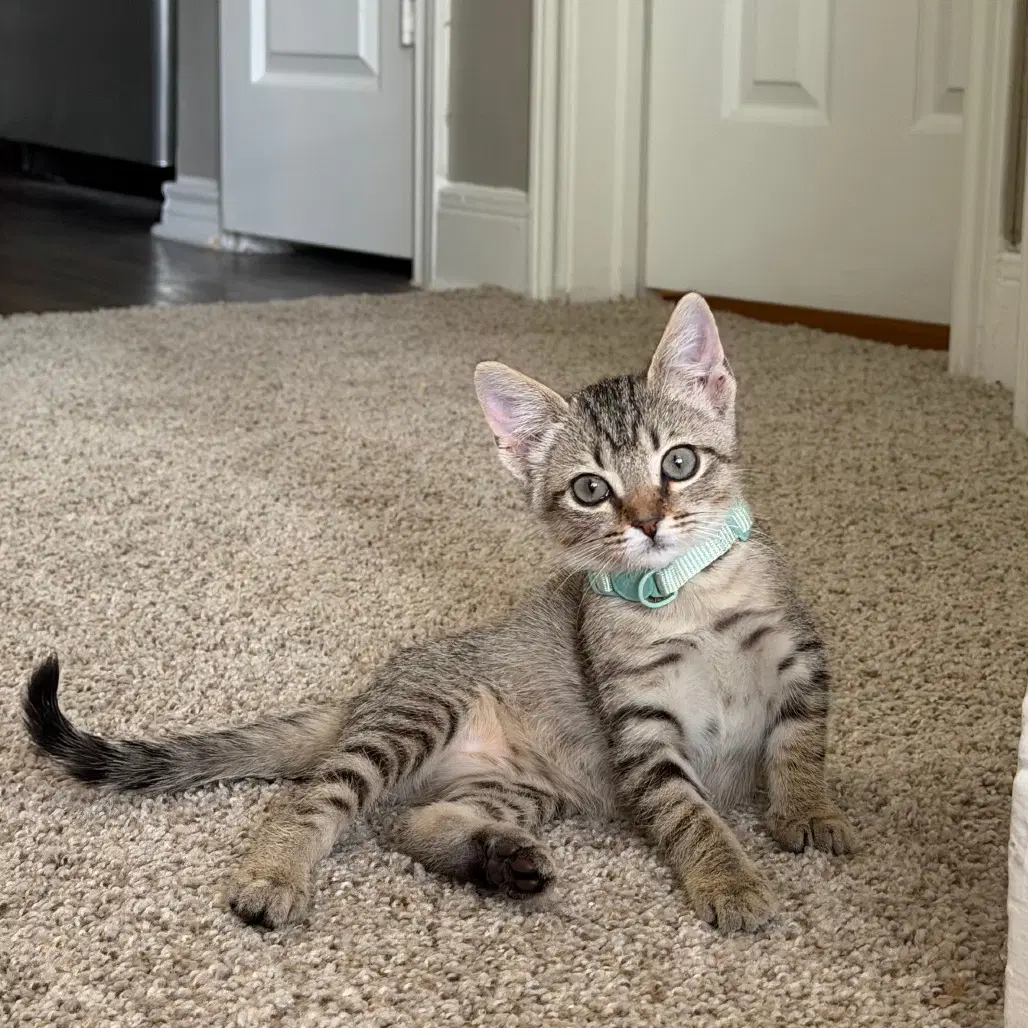 Brie - Domestic Short Hair