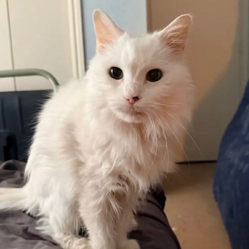 Seiko, a cat for adoption from Dallas Pets Alive