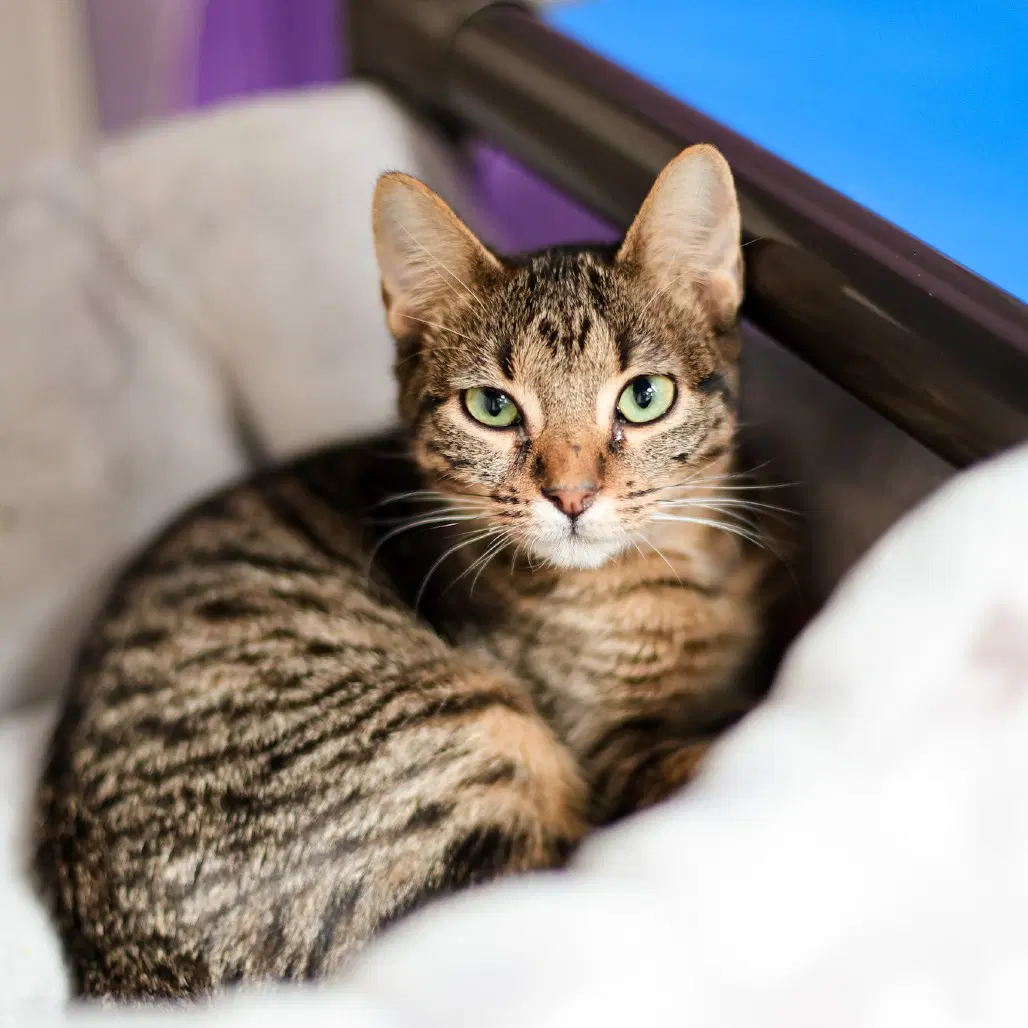 Joan - Domestic Short Hair