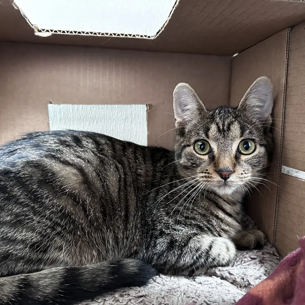 Jagger - Domestic Short Hair