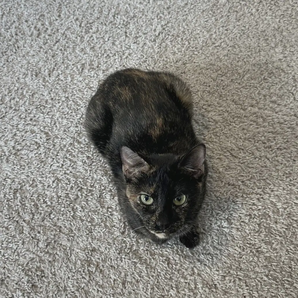 Suki Sue - Domestic Short Hair
