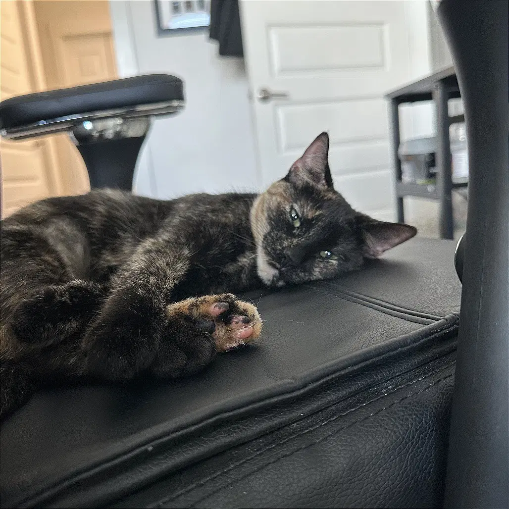 Suki Sue - Domestic Short Hair