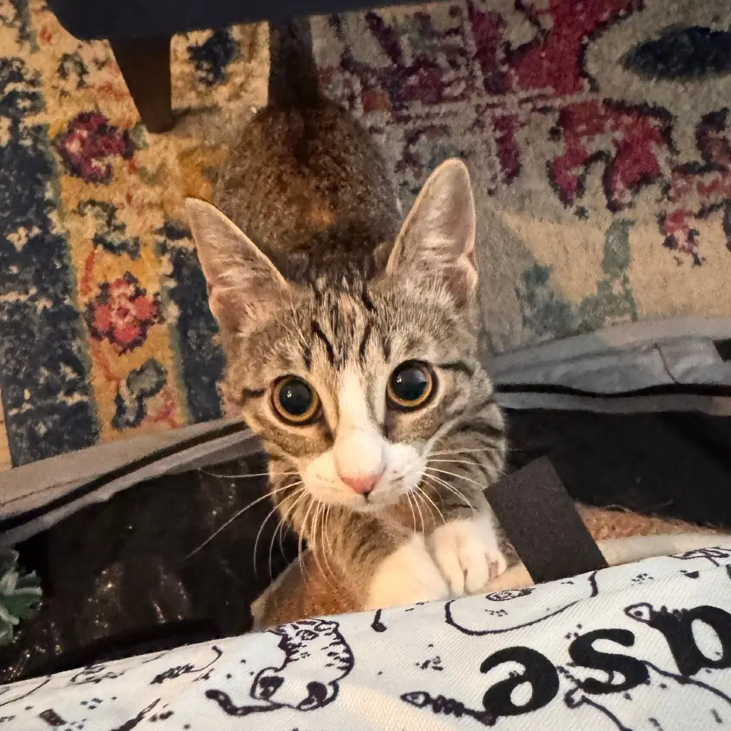 Pandora - Domestic Short Hair