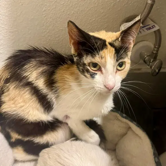 Lila - Domestic Short Hair