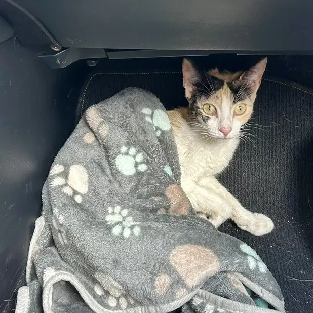 Lila image 3