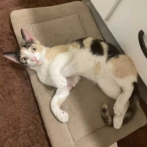Lila image 4