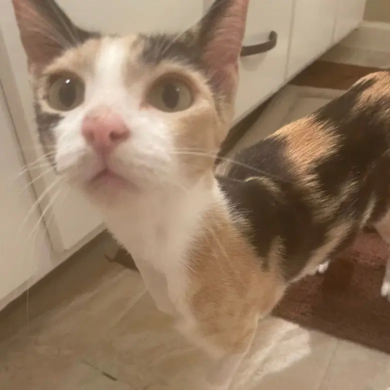 Lila - Domestic Short Hair