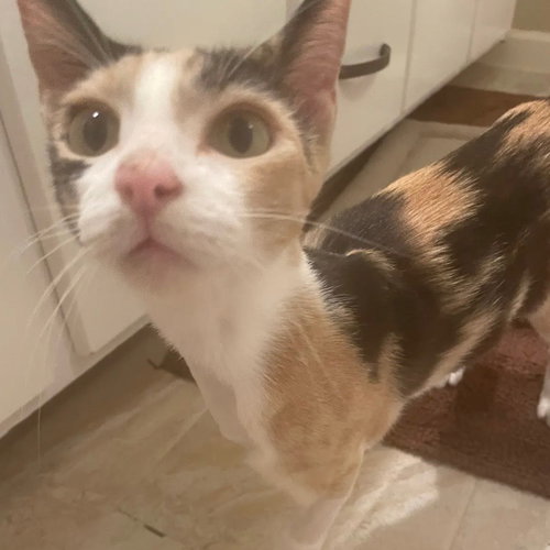 Lila, a cat for adoption from Dallas Pets Alive