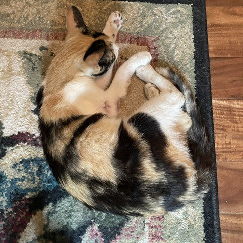 Photo 4 of Lila