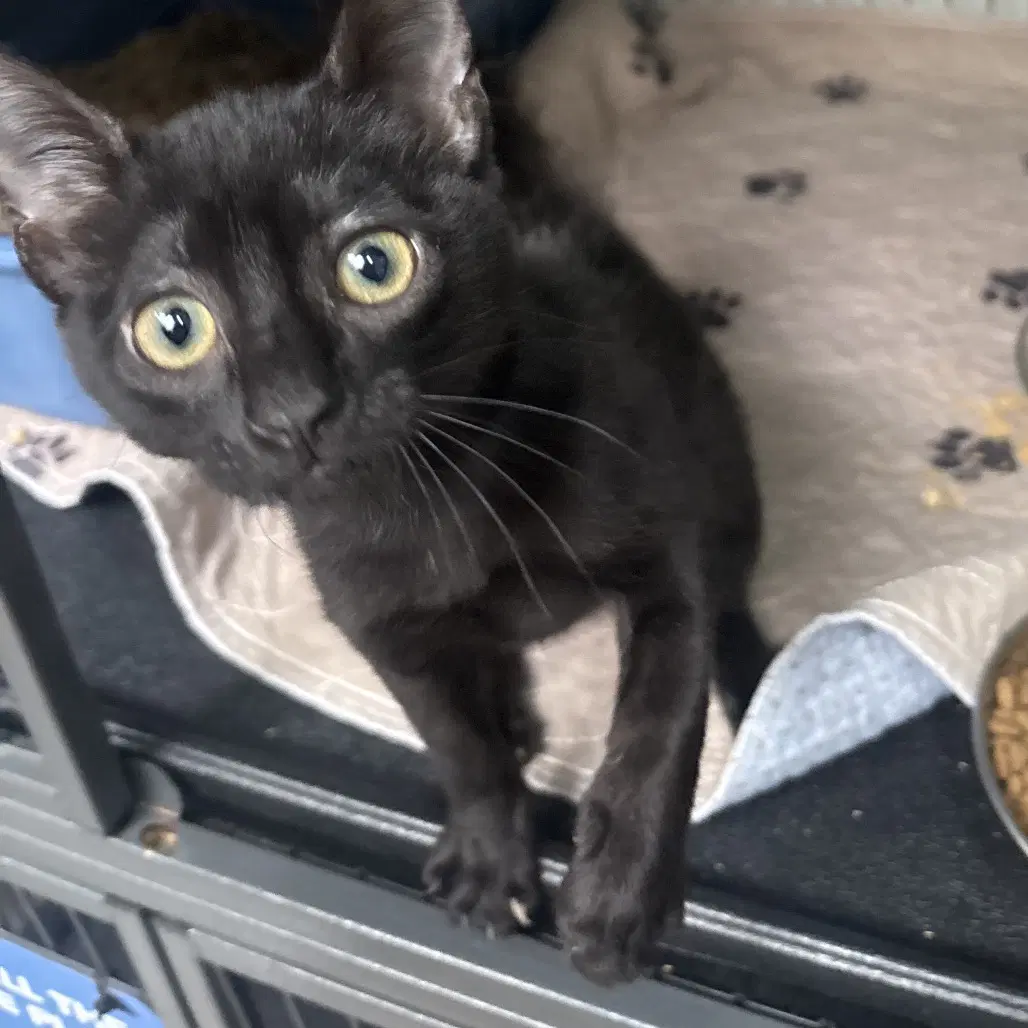 Dw - Domestic Short Hair