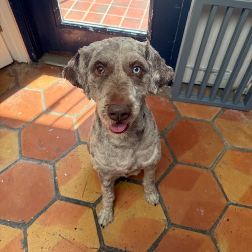 Oscar, photo 2