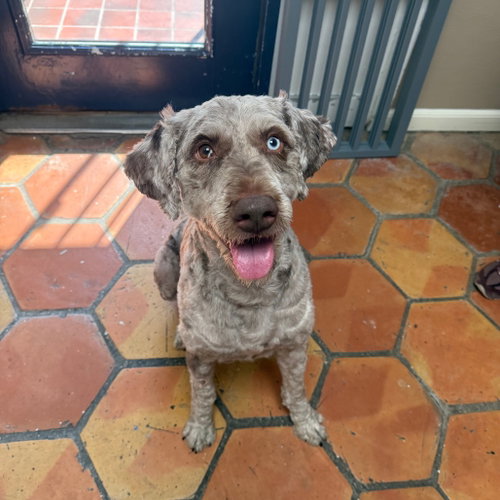 Oscar, photo 3