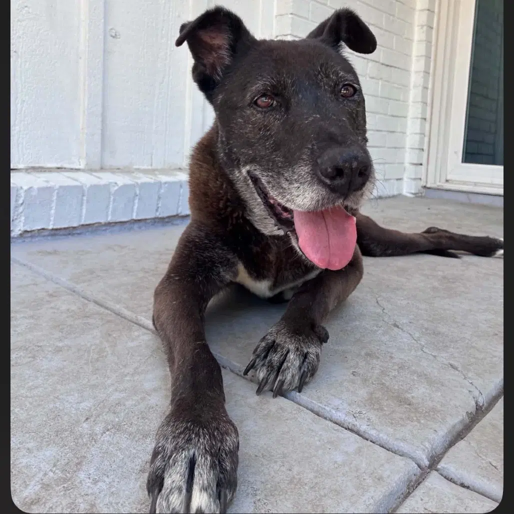 Janet - Black Labrador Retriever