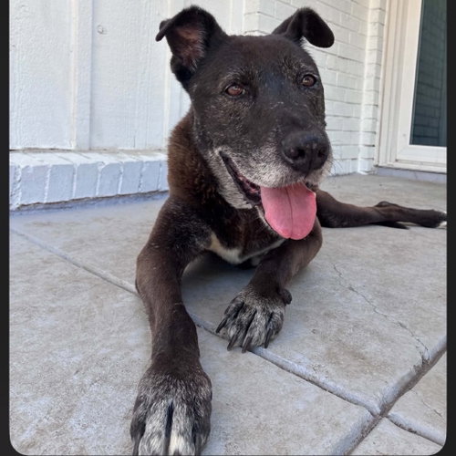Janet, a dog for adoption from Dallas Pets Alive