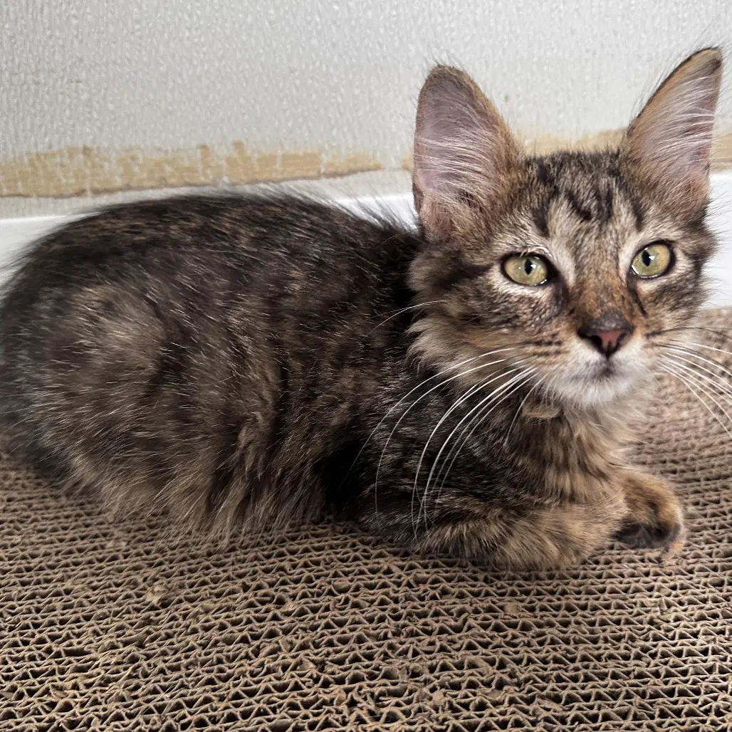 Haze - Domestic Short Hair