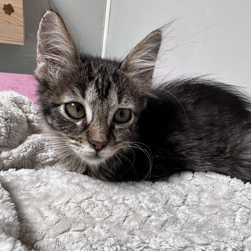 Misty - Domestic Short Hair
