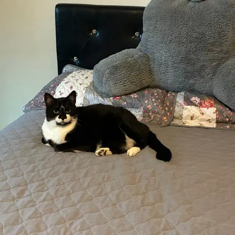 Sprinkles New Digs - Domestic Medium Hair