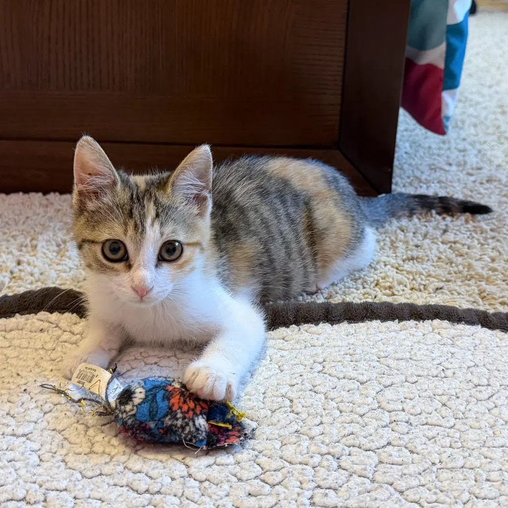 Stella - Domestic Short Hair