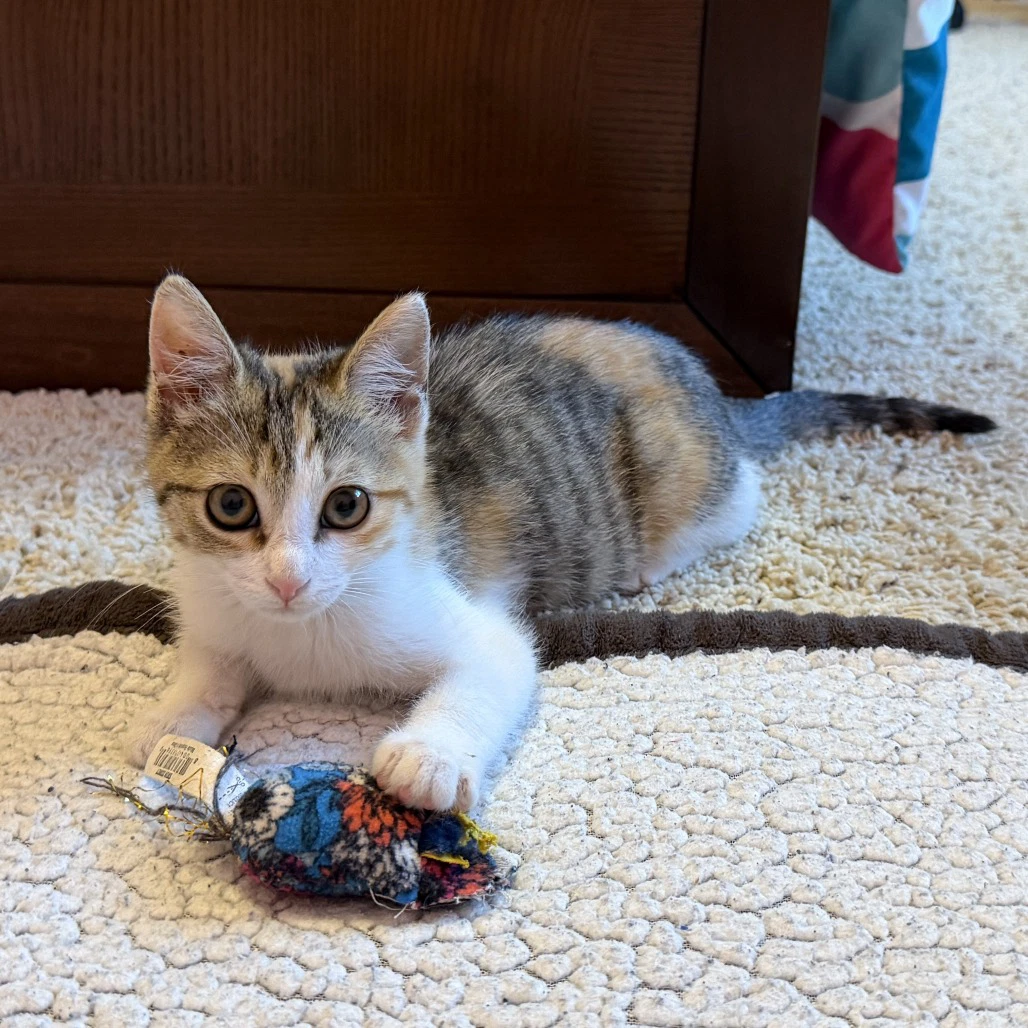 Stella