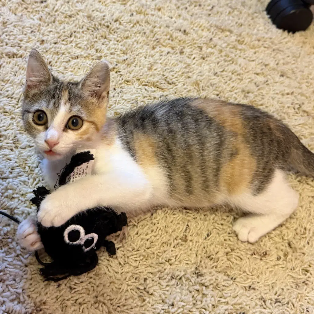 Stella image 2