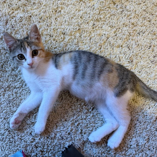 Photo 3 of Stella