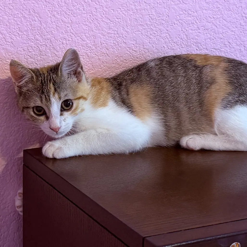Stella image 4
