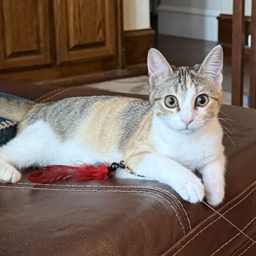 Stella