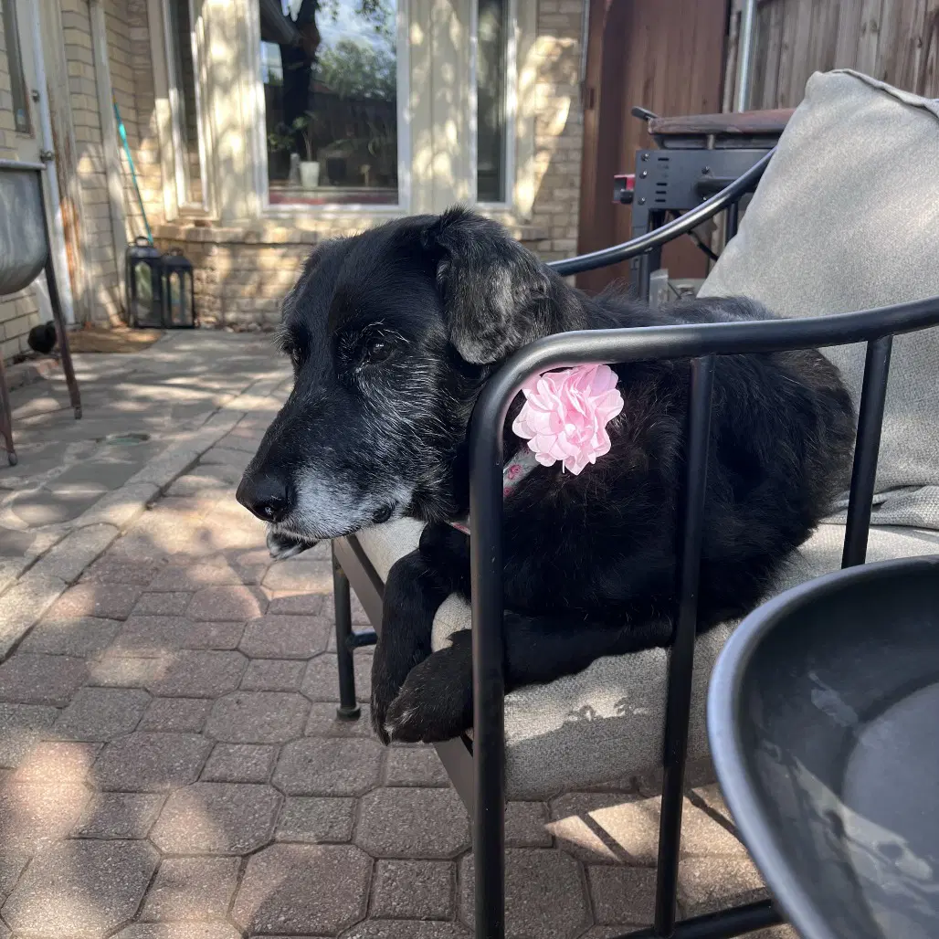 Greta - Terrier