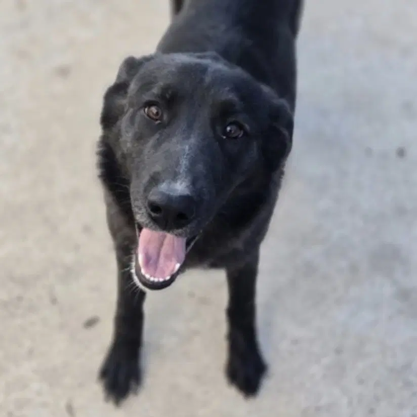 Harriet - Black Labrador Retriever