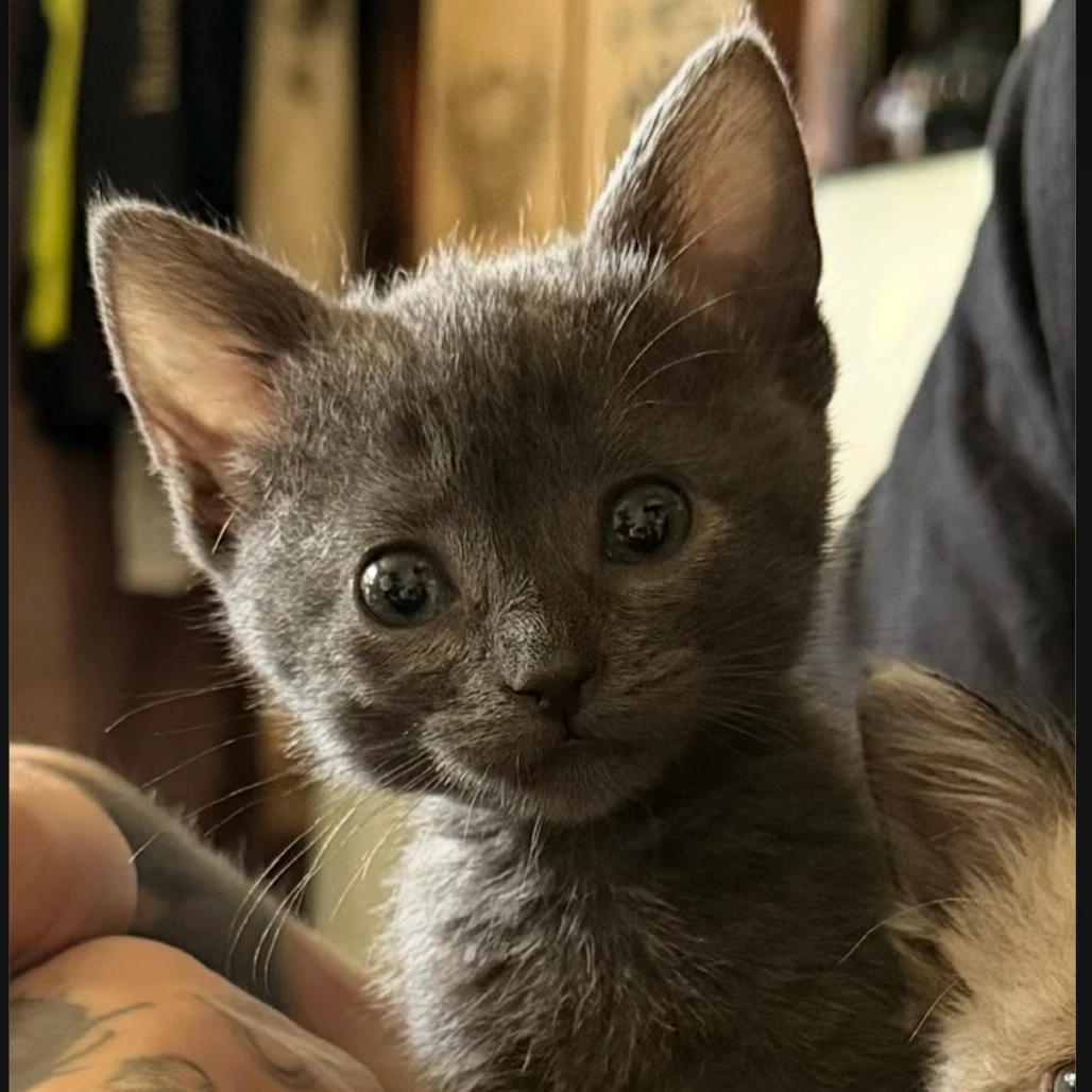 Kiki