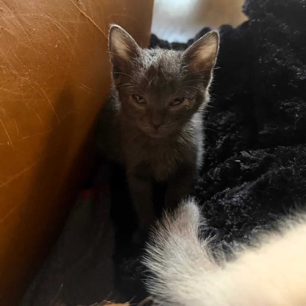 Kiki image 2