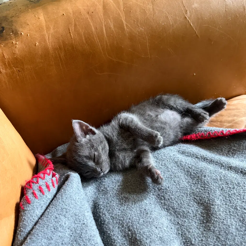 Kiki image 3