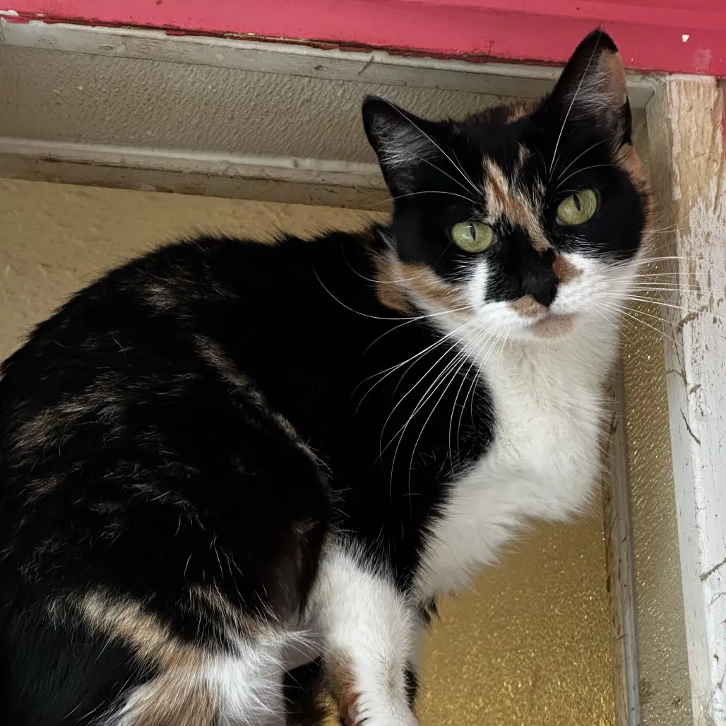 Puzzles - Domestic Short Hair