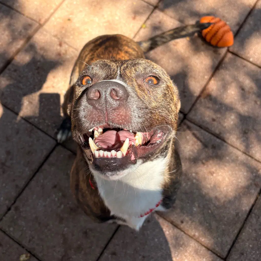 Petrie - Plott Hound