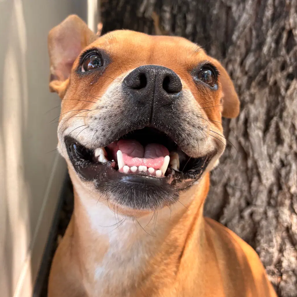 Ducky - Boxer