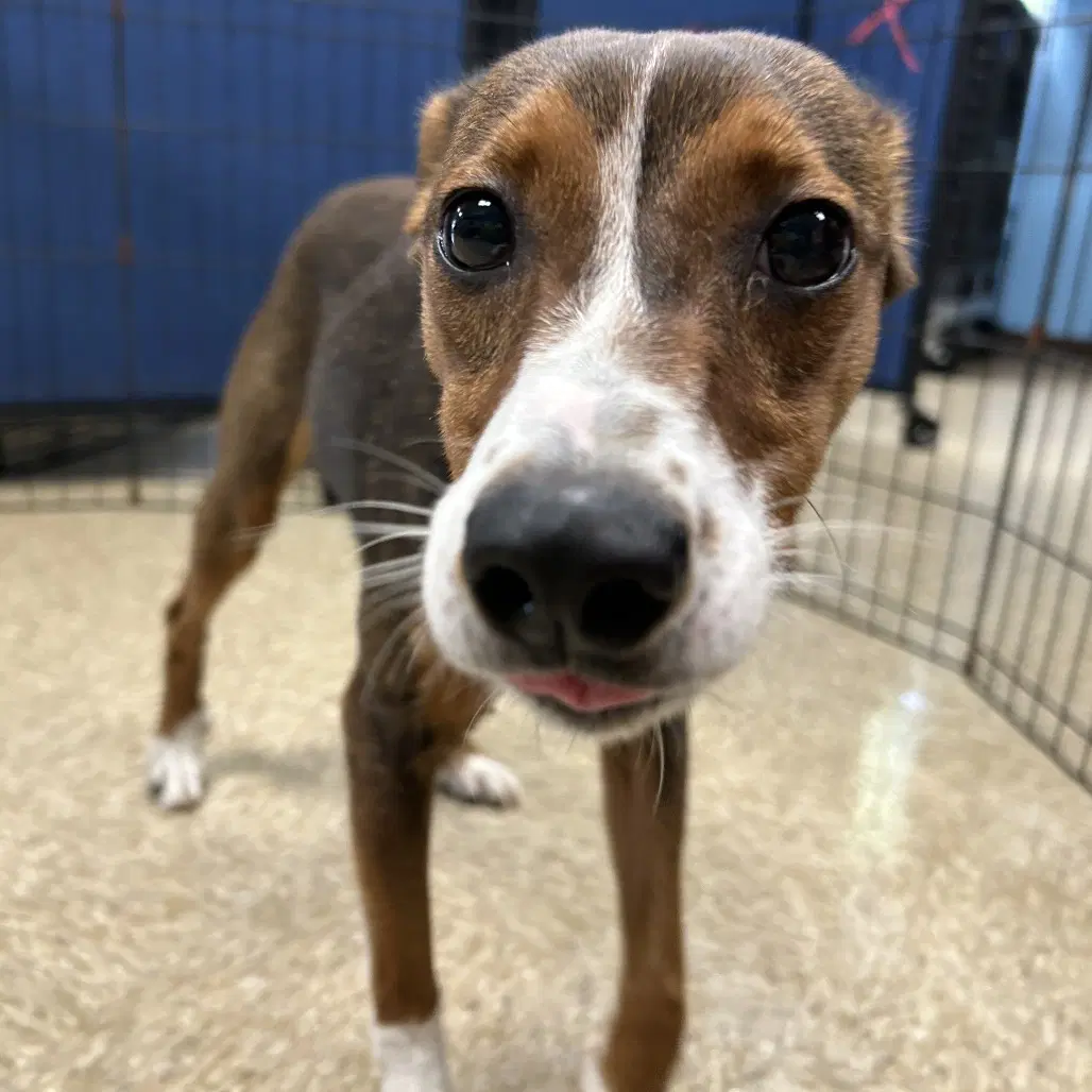 Tippy - Hound
