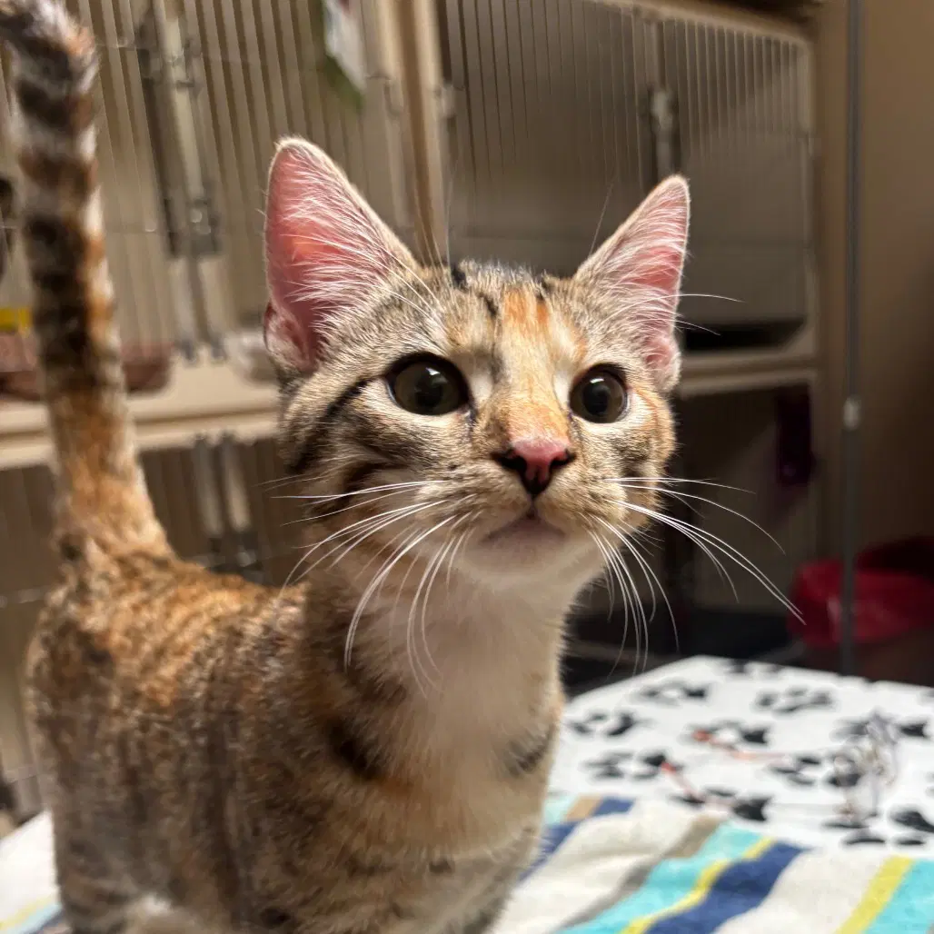 Flower - Domestic Short Hair