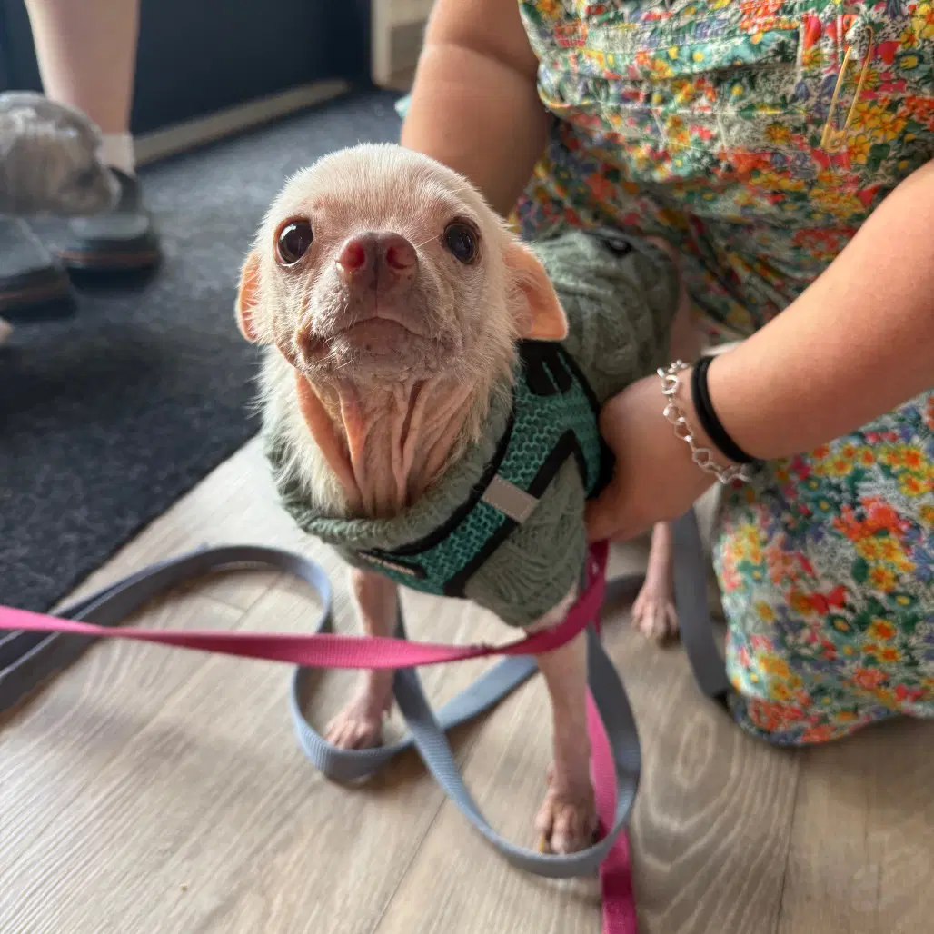 Pinky - Chihuahua