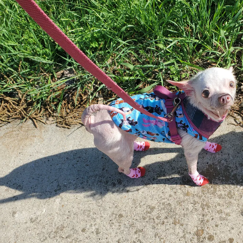 Pinky image 2