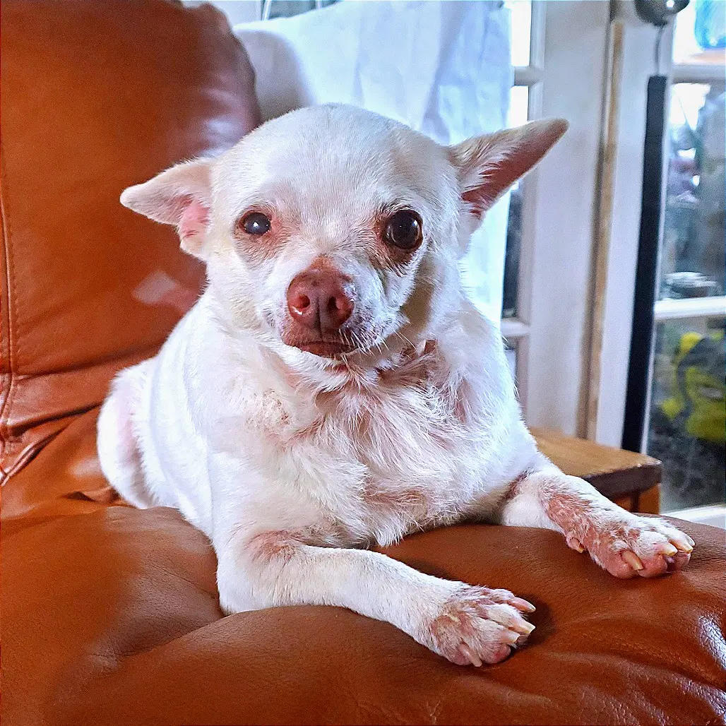 Pinky - Chihuahua