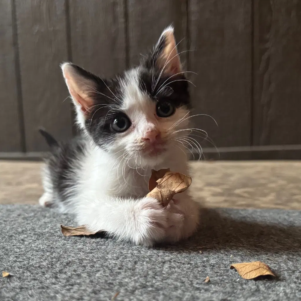 Pikante - Domestic Medium Hair
