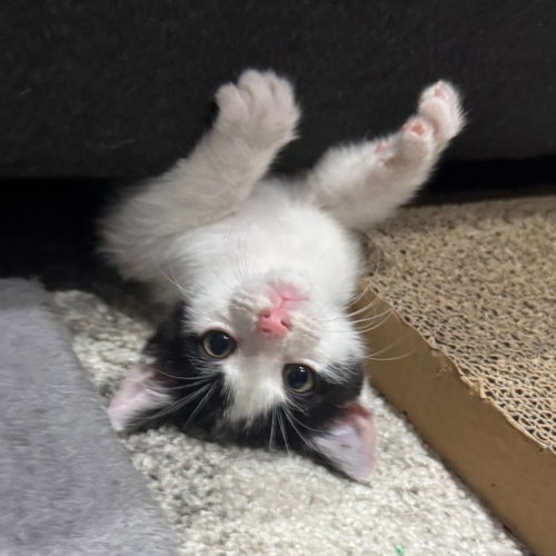 Pikante, a cat for adoption from Dallas Pets Alive