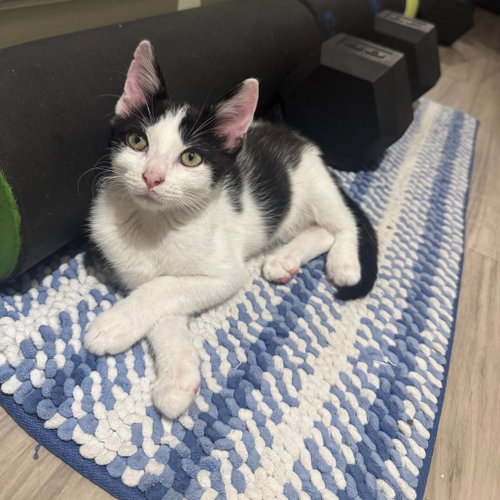 Pikante, Domestic Medium Hair (medium coat)